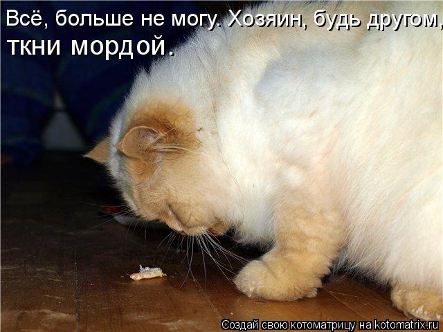 Всё, больше не могу. Хозяин, будь другом, ткни мордой.... Котоматрица: Всё, больше не могу. Хозяин, будь другом, ткни мордой.