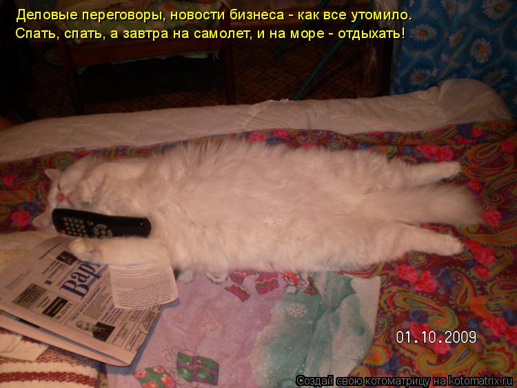 Котоматрица: Деловые переговоры, новости бизнеса - как все утомило.  Спать, спать, а завтра на самолет, и на море - отдыхать!