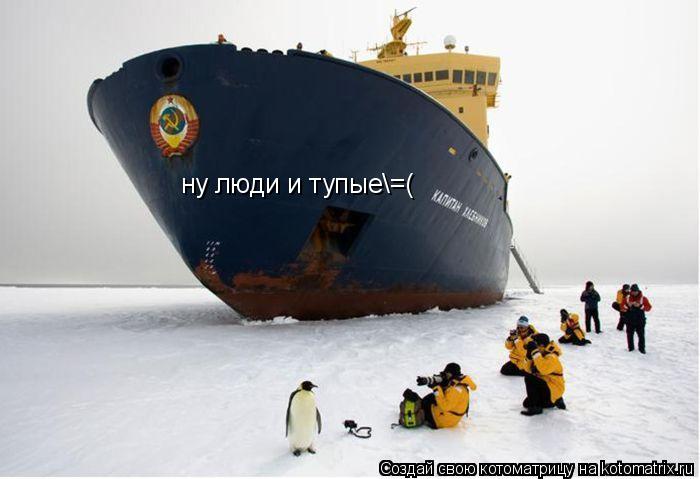 Котоматрица: ну люди и тупые\=(