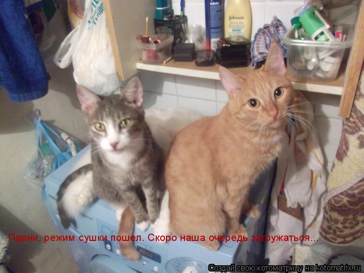 Парни, режим сушки пошел. Скоро наша очередь загружаться...... Котоматрица: Парни, режим сушки пошел. Скоро наша очередь загружаться...