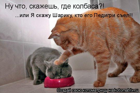Ну что, скажешь, где колбаса?! ...или Я скажу Шарику, кто его Педигри съел!!... Котоматрица: Ну что, скажешь, где колбаса?! ...или Я скажу Шарику, кто его Педигри съел!!