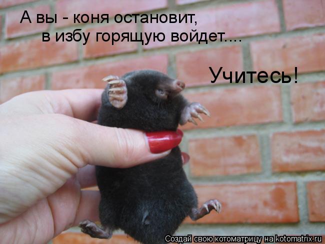 А вы - коня остановит, в избу горящую войдет.... Учитесь!... Котоматрица: А вы - коня остановит, в избу горящую войдет.... Учитесь!