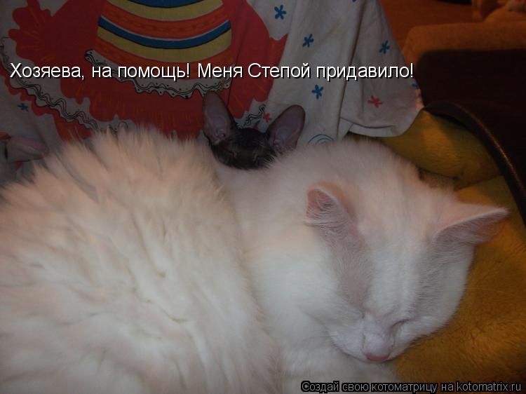 Хозяева, на помощь! Меня Степой придавило!... Котоматрица: Хозяева, на помощь! Меня Степой придавило!