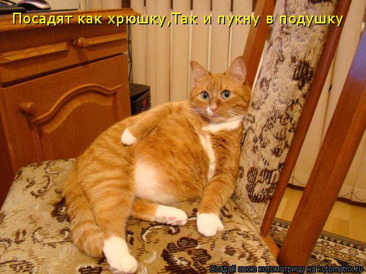 Посадят как хрюшку,Так и пукну в подушку... Котоматрица: Посадят как хрюшку,Так и пукну в подушку