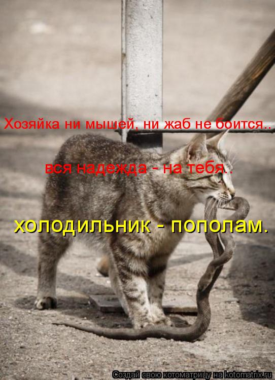 Хозяйка ни мышей, ни жаб не боится.. Хозяйка ни мышей, ни жаб не боится.. вся надежда - на тебя.. вся... Котоматрица: Хозяйка ни мышей, ни жаб не боится.. Хозяйка ни мышей, ни жаб не боится.. вся надежда - на тебя.. вся надежда - на тебя.. холодильник - пополам.