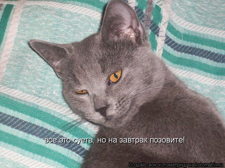все это суета, но на завтрак позовите!... Котоматрица: все это суета, но на завтрак позовите!