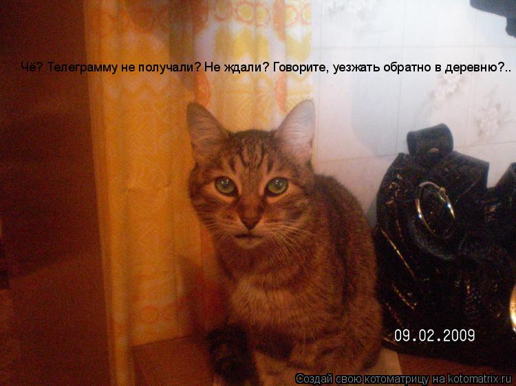 Чё? Телеграмму не получали? Не ждали? Говорите, уезжать обратно в деревню?..... Котоматрица: Чё? Телеграмму не получали? Не ждали? Говорите, уезжать обратно в деревню?..
