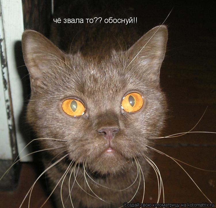 чё звала то?? обоснуй!!... Котоматрица: чё звала то?? обоснуй!!