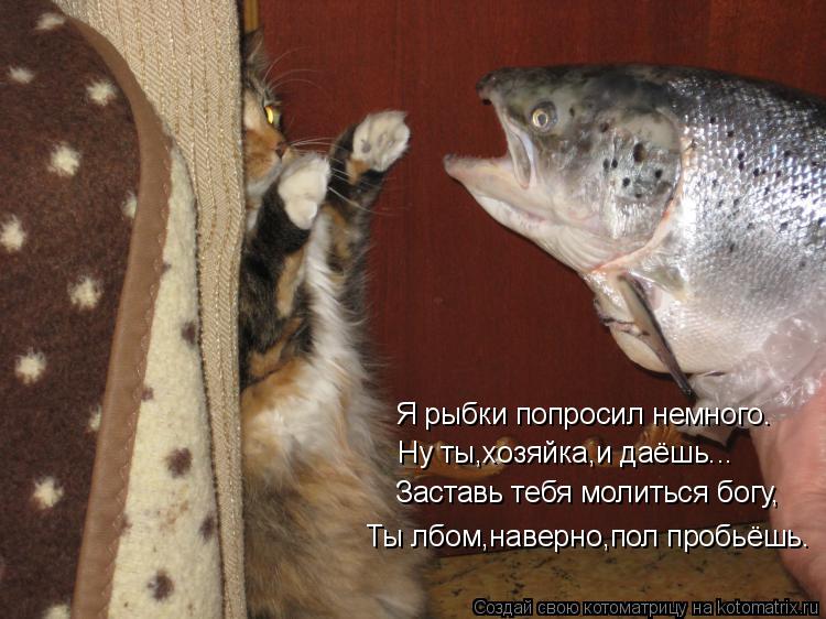 Я рыбки попросил немного. Ну ты,хозяйка,и даёшь... Заставь тебя молиться богу, Ты лбом,наверно,пол пр... Котоматрица: Я рыбки попросил немного. Ну ты,хозяйка,и даёшь... Заставь тебя молиться богу, Ты лбом,наверно,пол пробьёшь.