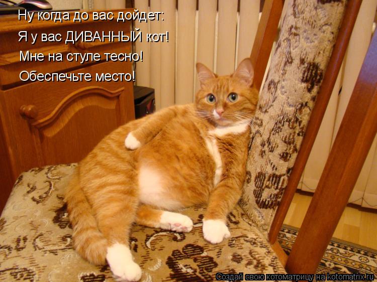 Котоматрица - Ну когда до вас дойдет: Я у вас ДИВАННЫЙ кот! Мне на стуле тесно! Обес