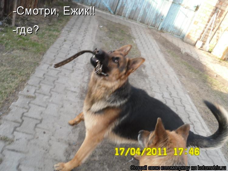 -где? -Смотри, Ежик!!... Котоматрица: -где? -Смотри, Ежик!!