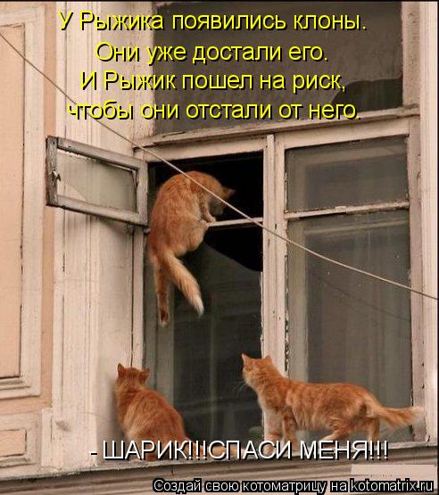 У Рыжика появились клоны. Они уже достали его. И Рыжик пошел на риск, чтобы они отстали от него. - Ш... Котоматрица: У Рыжика появились клоны. Они уже достали его. И Рыжик пошел на риск, чтобы они отстали от него. - ШАРИК!!!СПАСИ МЕНЯ!!!