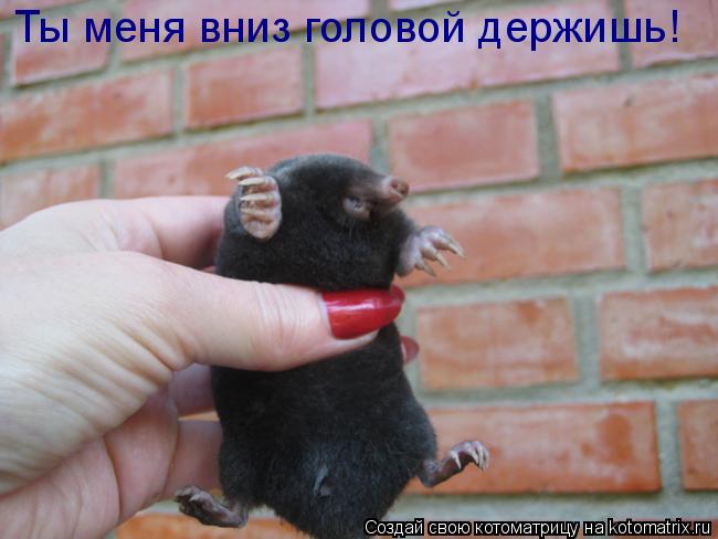 Ты меня вниз головой держишь!... Котоматрица: Ты меня вниз головой держишь!