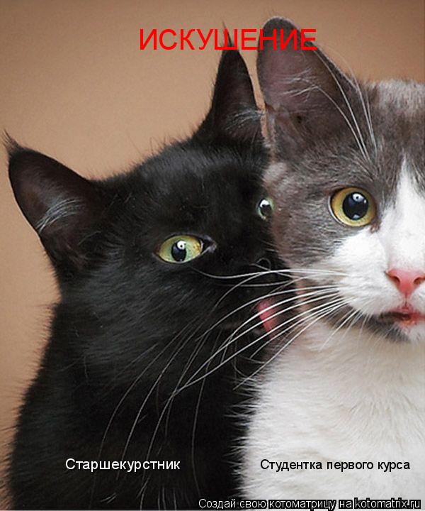 Студентка первого курса Старшекурстник ИСКУШЕНИЕ... Котоматрица: Студентка первого курса Старшекурстник ИСКУШЕНИЕ