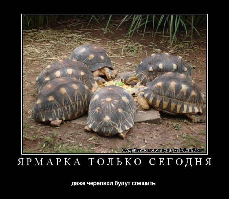 ЯРМАРКА ТОЛЬКО СЕГОДНЯ даже черепахи будут спешить ... Котоматрица: ЯРМАРКА ТОЛЬКО СЕГОДНЯ даже черепахи будут спешить