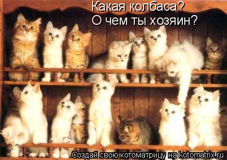 Какая колбаса? О чем ты хозяин?... Котоматрица: Какая колбаса? О чем ты хозяин?