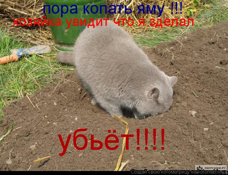 пора копать яму !!! хозяйка увидит что я зделал убьёт!!!!... Котоматрица: пора копать яму !!! хозяйка увидит что я зделал убьёт!!!!