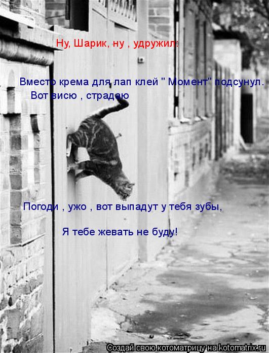 Ну, Шарик, ну , удружил: Вместо крема для лап клей " Момент" подсунул. Вот висю , страдаю Погоди , уж... Котоматрица: Ну, Шарик, ну , удружил: Вместо крема для лап клей " Момент" подсунул. Вот висю , страдаю Погоди , ужо , вот выпадут у тебя зубы, Я тебе жевать не б