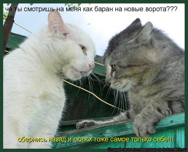 Котоматрица: чё ты смотришь на меня как баран на новые ворота??? обернись назад и скажи тоже самое только себе!!!