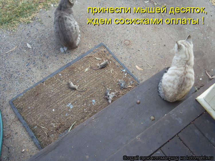 Котоматрица: принесли мышей десяток, ждем сосисками оплаты !