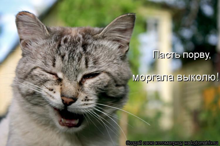 Котоматрица: Пасть порву, моргала выколю!