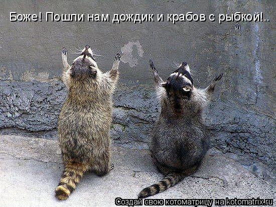 Боже! Пошли нам дождик и крабов с рыбкой!..... Котоматрица: Боже! Пошли нам дождик и крабов с рыбкой!..