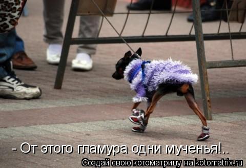 - От этого гламура одни мученья!..... Котоматрица: - От этого гламура одни мученья!..