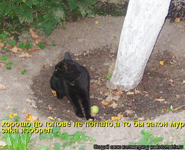 хорошо по голове не попало,а то бы закон мур зика изобрел... Котоматрица: хорошо по голове не попало,а то бы закон мур зика изобрел