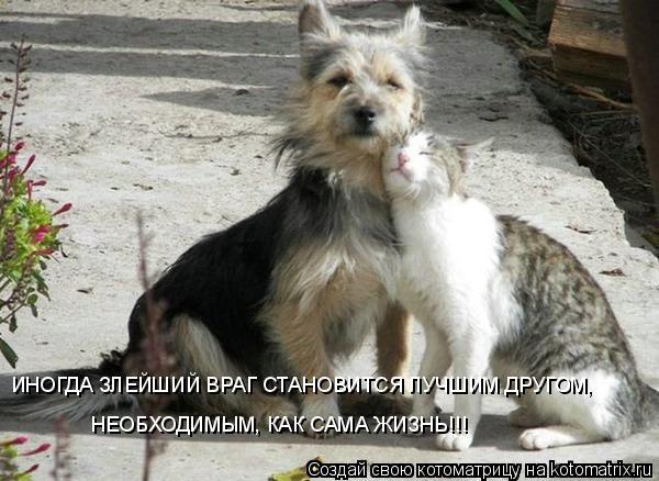 ИНОГДА ЗЛЕЙШИЙ ВРАГ СТАНОВИТСЯ ЛУЧШИМ ДРУГОМ, НЕОБХОДИМЫМ, КАК САМА ЖИЗНЬ!!!... Котоматрица: ИНОГДА ЗЛЕЙШИЙ ВРАГ СТАНОВИТСЯ ЛУЧШИМ ДРУГОМ, НЕОБХОДИМЫМ, КАК САМА ЖИЗНЬ!!!