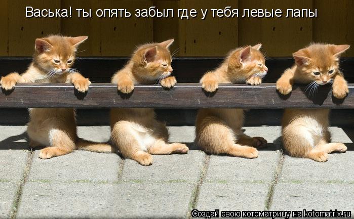 Васька! ты опять забыл где у тебя левые лапы... Котоматрица: Васька! ты опять забыл где у тебя левые лапы