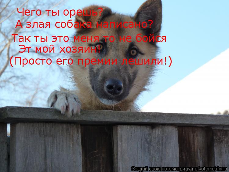 Чего ты орешь? А злая собака написано? Так ты это меня то не бойся Эт мой хозяин! (Просто его преми... Котоматрица: Чего ты орешь? А злая собака написано? Так ты это меня то не бойся Эт мой хозяин! (Просто его премии лешили!)