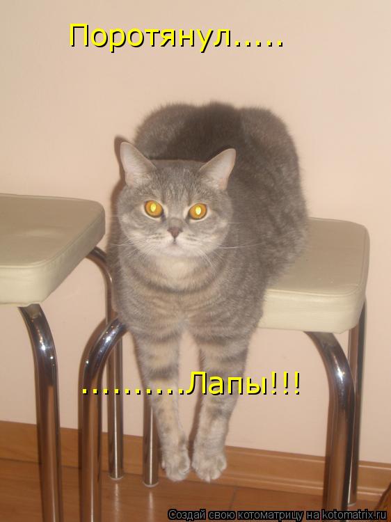 Поротянул..... ..........Лапы!!!... Котоматрица: Поротянул..... ..........Лапы!!!