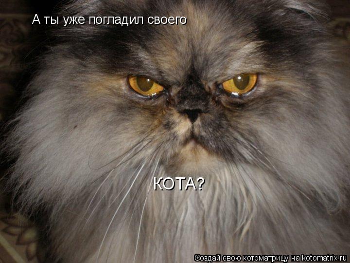 А ты уже погладил своего КОТА?... Котоматрица: А ты уже погладил своего КОТА?