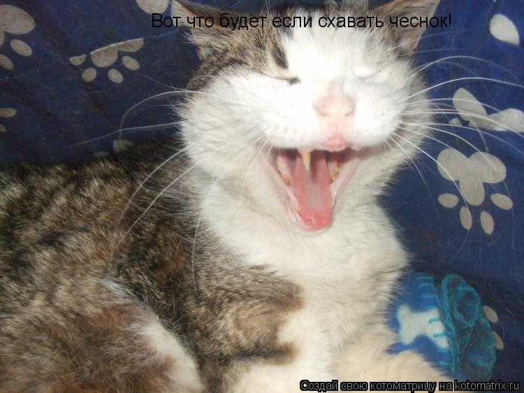 Вот что будет если схавать чеснок!... Котоматрица: Вот что будет если схавать чеснок!