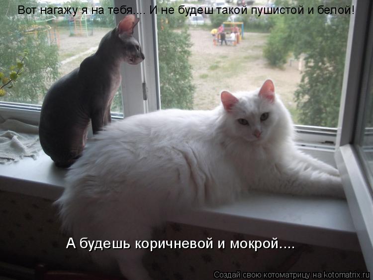 Вот нагажу я на тебя.... И не будеш такой пушистой и белой! А будешь коричневой и мокрой....... Котоматрица: Вот нагажу я на тебя.... И не будеш такой пушистой и белой! А будешь коричневой и мокрой....