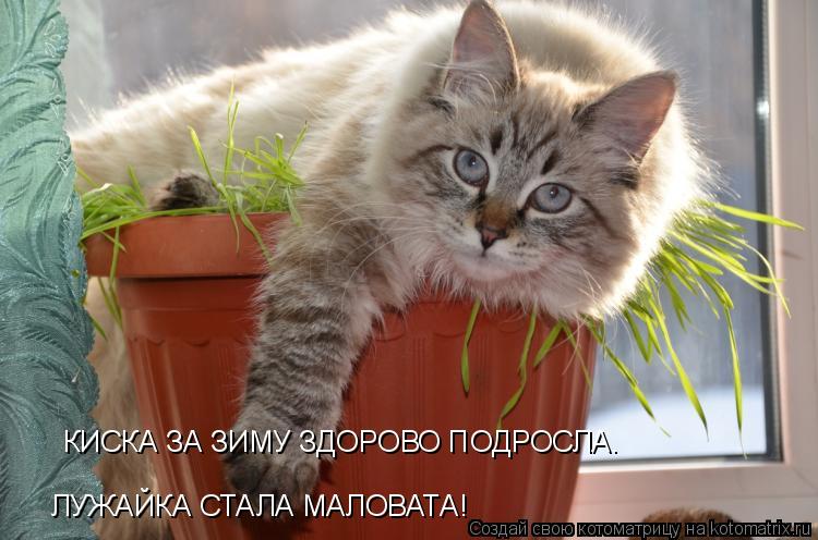 КИСКА ЗА ЗИМУ ЗДОРОВО ПОДРОСЛА. ЛУЖАЙКА СТАЛА МАЛОВАТА!... Котоматрица: КИСКА ЗА ЗИМУ ЗДОРОВО ПОДРОСЛА. ЛУЖАЙКА СТАЛА МАЛОВАТА!