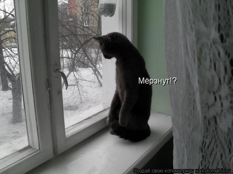 Мёрзнут!?... Котоматрица: Мёрзнут!?