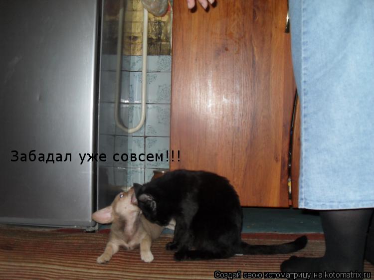 Забадал уже совсем!!!... Котоматрица: Забадал уже совсем!!!