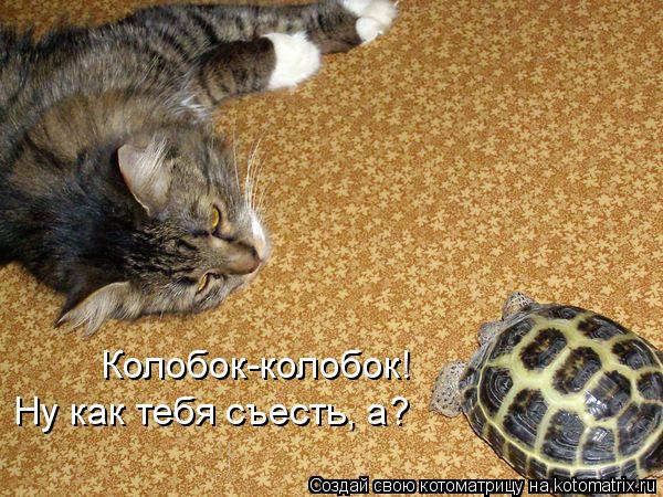 Котоматрица: Ну как тебя съесть, а? Колобок-колобок!
