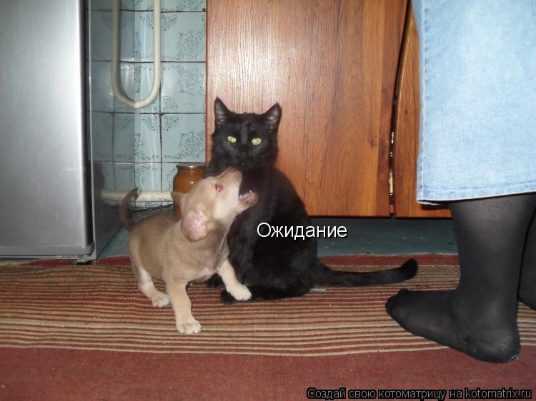 Ожидание... Котоматрица: Ожидание