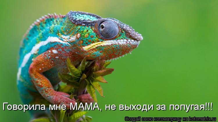 Говорила мне МАМА, не выходи за попугая!!!... Котоматрица: Говорила мне МАМА, не выходи за попугая!!!