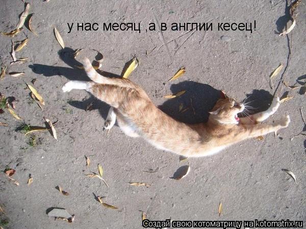 у нас месяц ,а в англии кесец!... Котоматрица: у нас месяц ,а в англии кесец!