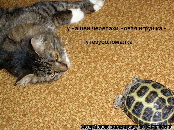 у нашей черепахи новая игрушка - тупозуболомалка... Котоматрица: у нашей черепахи новая игрушка - тупозуболомалка