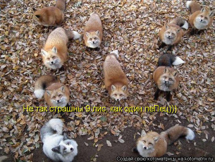 Не так страшны 9 лис, как один пеПец)))... Котоматрица: Не так страшны 9 лис, как один пеПец)))