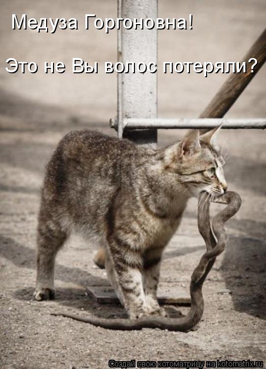 Медуза Горгоновна! Это не Вы волос потеряли?... Котоматрица: Медуза Горгоновна! Это не Вы волос потеряли?