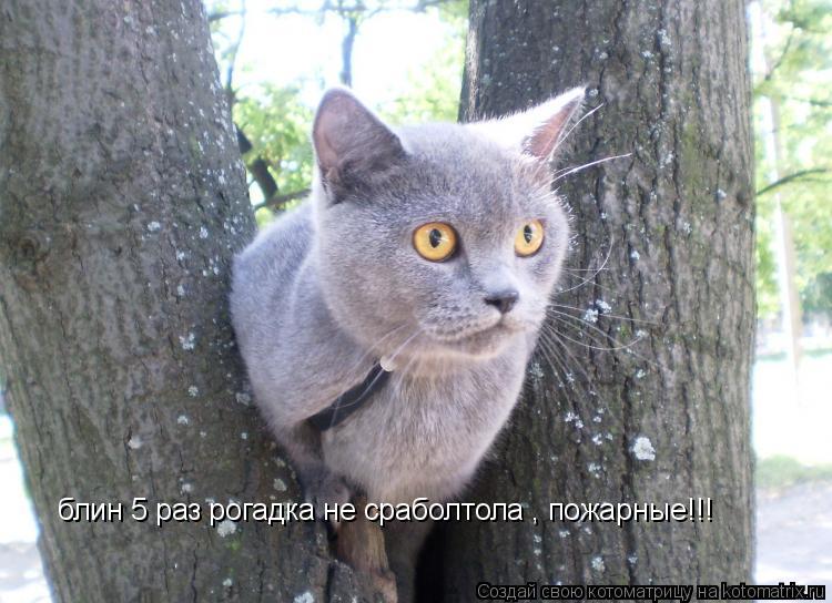 блин 5 раз рогадка не сраболтола , пожарные!!!... Котоматрица: блин 5 раз рогадка не сраболтола , пожарные!!!