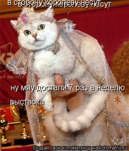 в сторону королеву несут в сторону королеву несут ну мяу достали 7 раз в неделю выствока... Котоматрица: в сторону королеву несут в сторону королеву несут ну мяу достали 7 раз в неделю выствока
