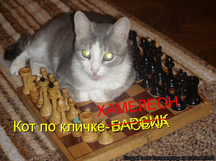 Кот по кличке- ВАСЬКА БАРСИК ------------ ХАМЕЛЕОН... Котоматрица: Кот по кличке- ВАСЬКА БАРСИК ------------ ХАМЕЛЕОН
