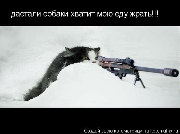 дастали собаки хватит мою еду жрать!!!... Котоматрица: дастали собаки хватит мою еду жрать!!!