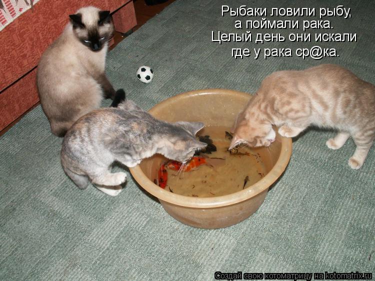 Рыбаки ловили рыбу, а поймали рака. Целый день они искали где у рака ср@ка.... Котоматрица: Рыбаки ловили рыбу, а поймали рака. Целый день они искали где у рака ср@ка.
